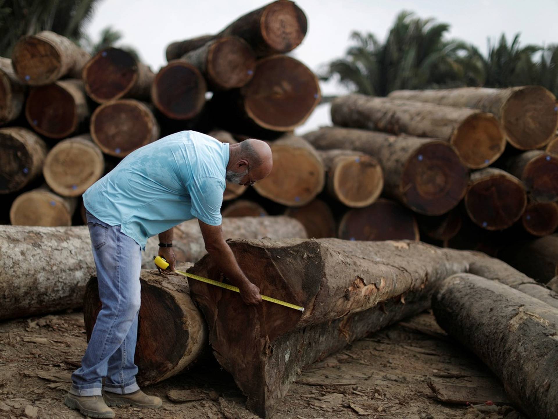 木材期貨錄得有史以來最大單周跌幅