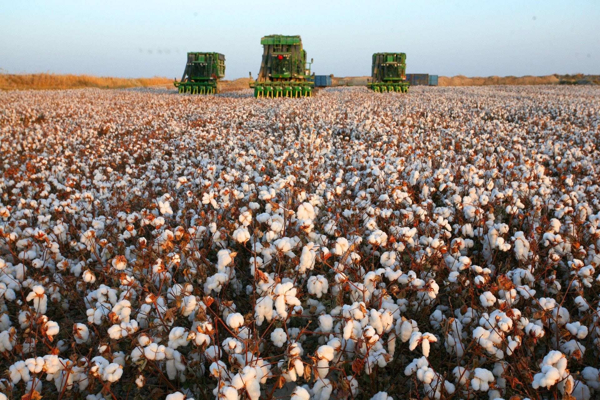 近期最猛軟大宗商品：美國棉花期貨價格創十年新高