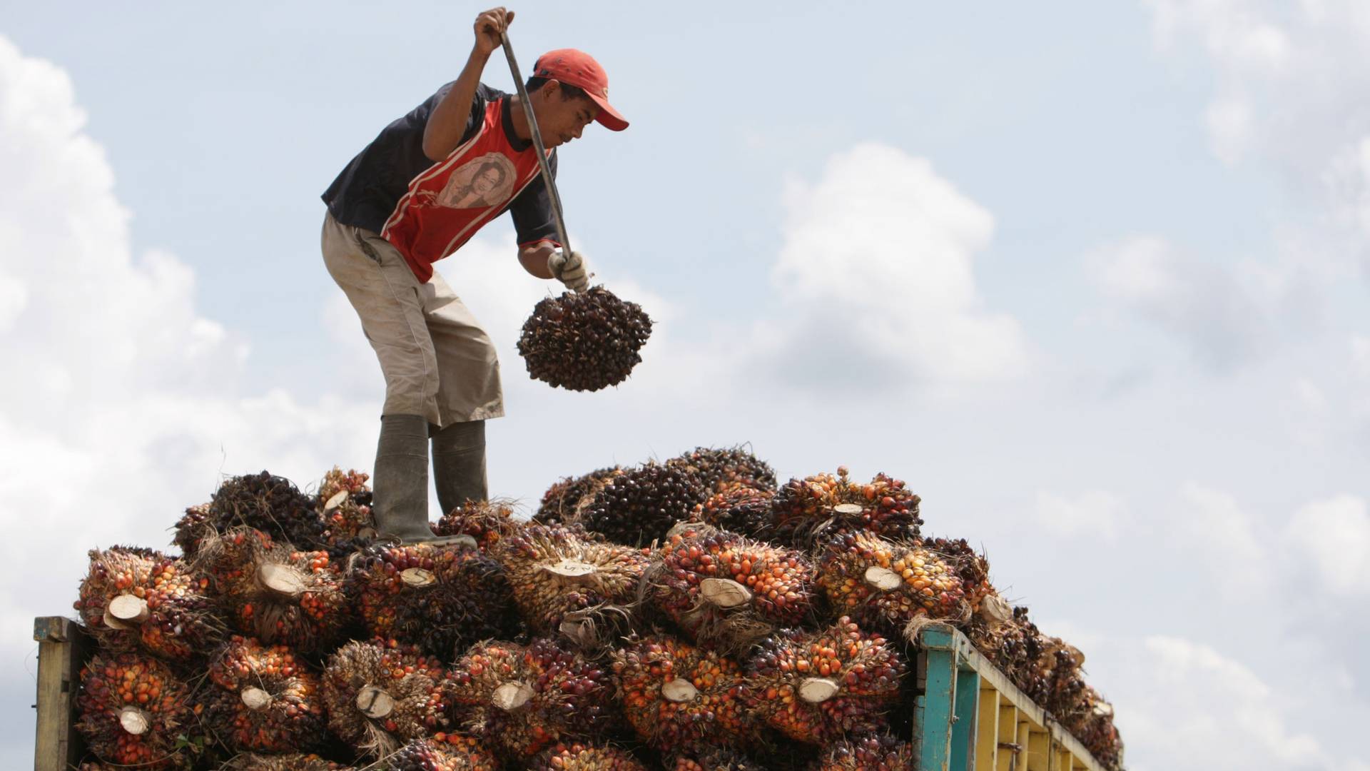 棕櫚油價格飛升　印尼要求生產商出口前先取得許可