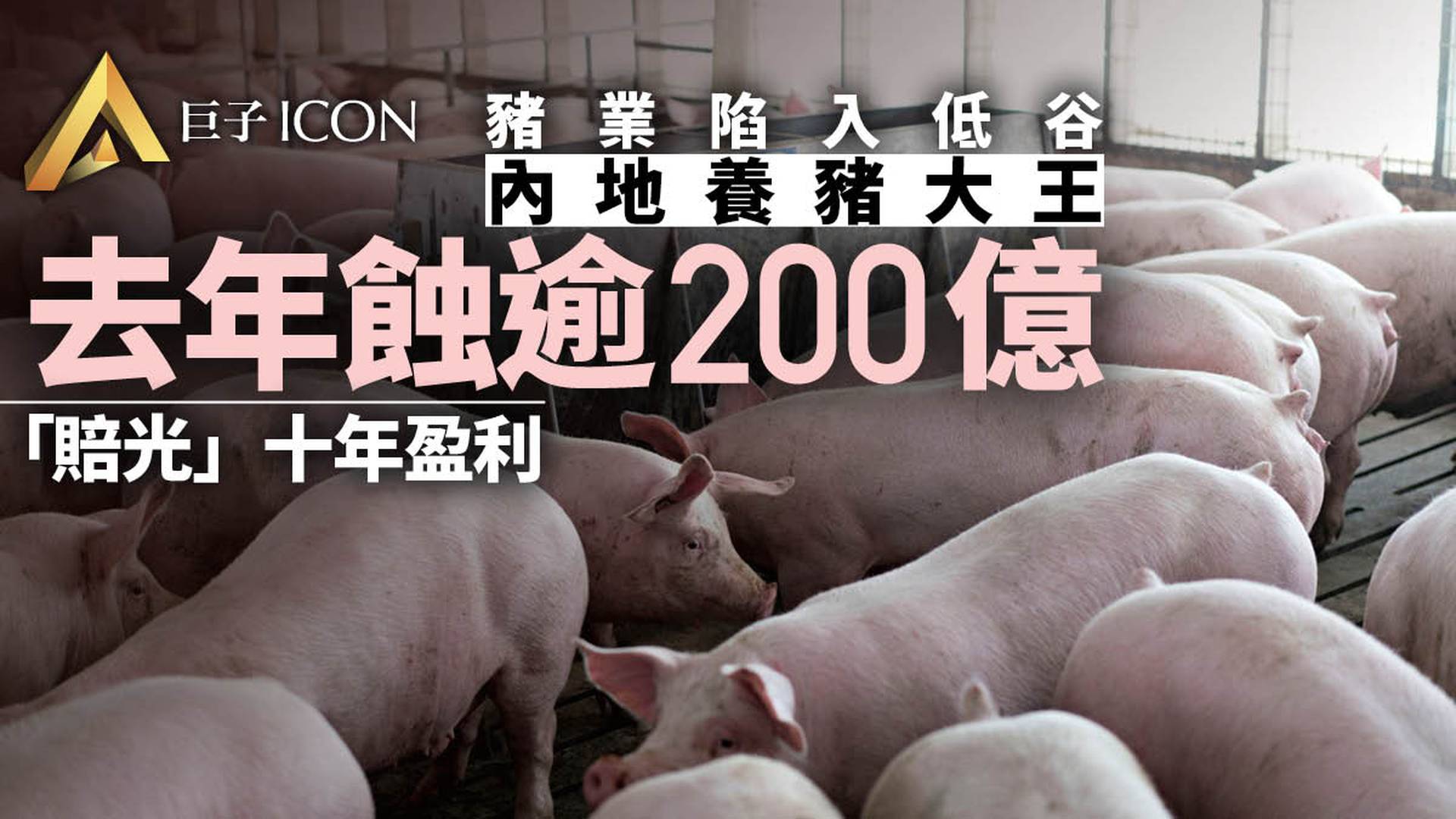 中國養豬大王去年賠光10年利潤