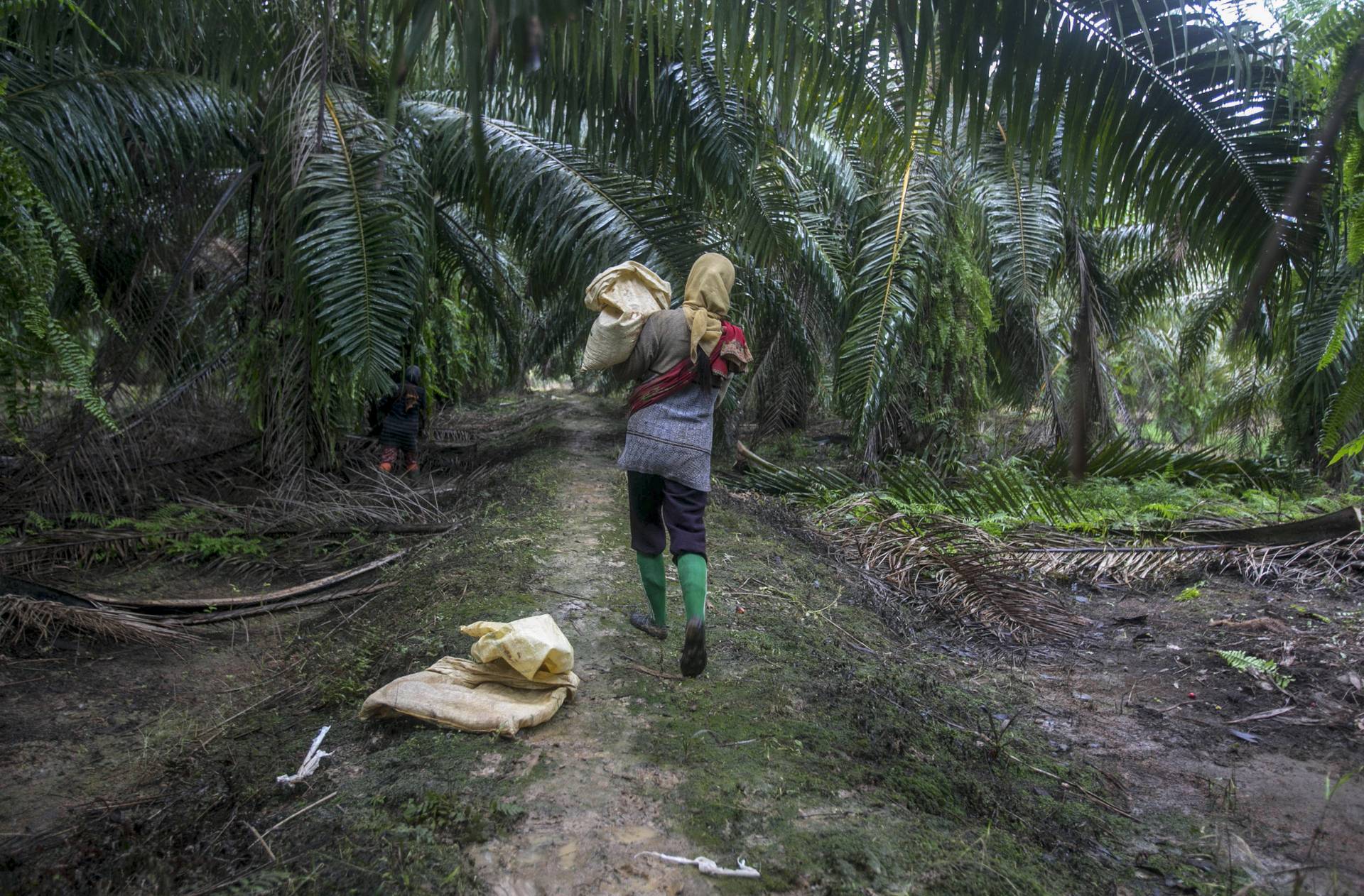 馬來西亞棕櫚油期貨價格創新高