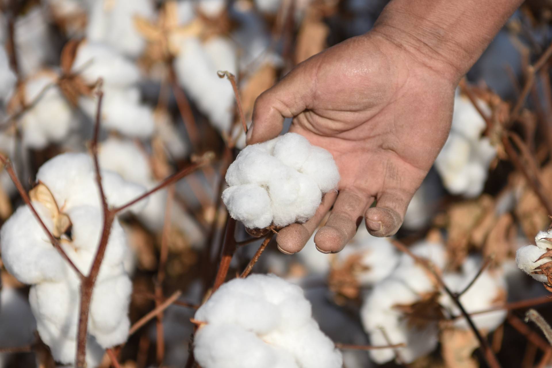 新疆棉花｜新疆棉花產業60年發展回顧與展望