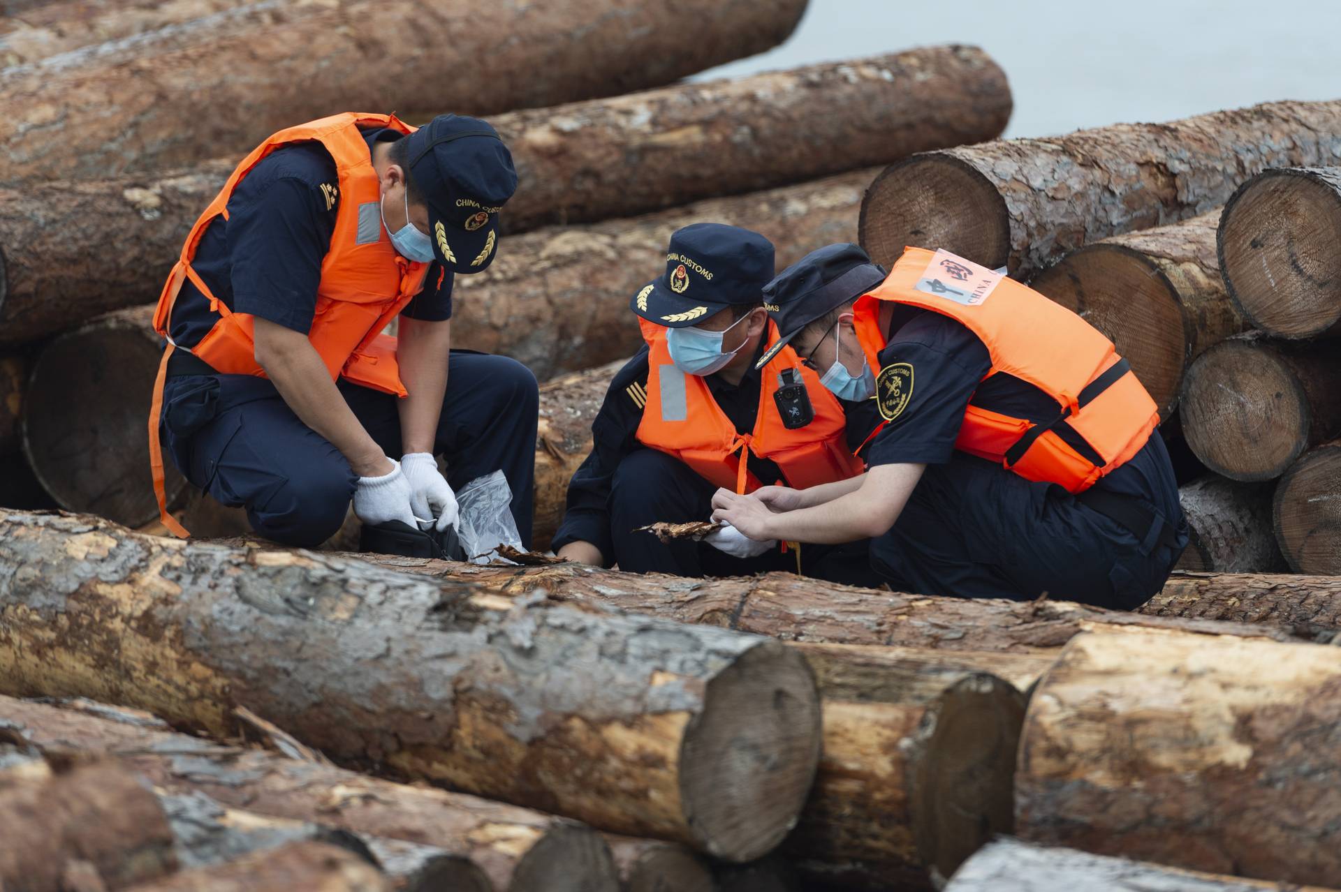 中國海關宣佈暫停立陶宛原木進口